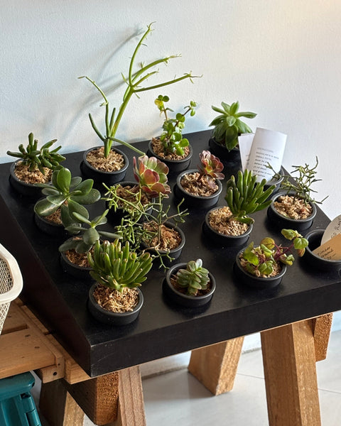 Ceramic Small Pots