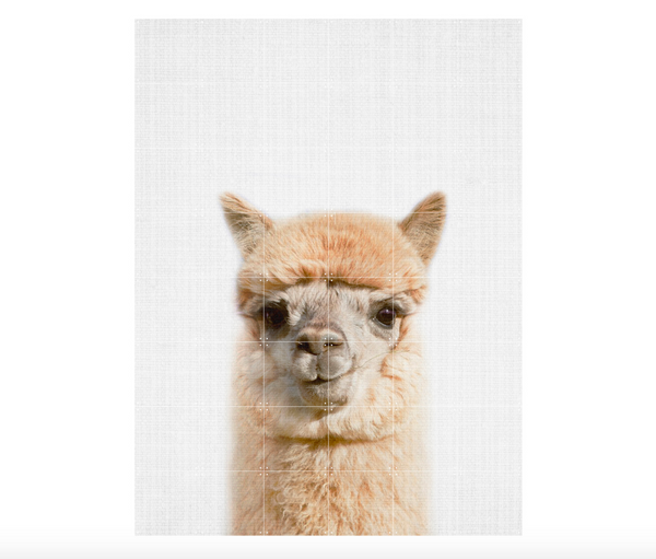 Alpaca (single sided) Wall Art / 80x100cm