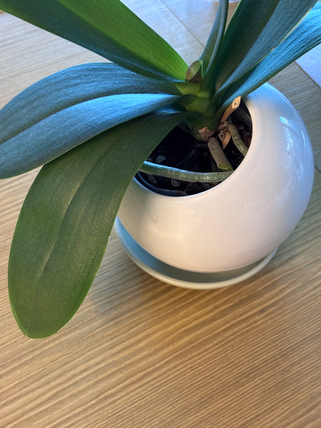 Ceramic Ball Planters
