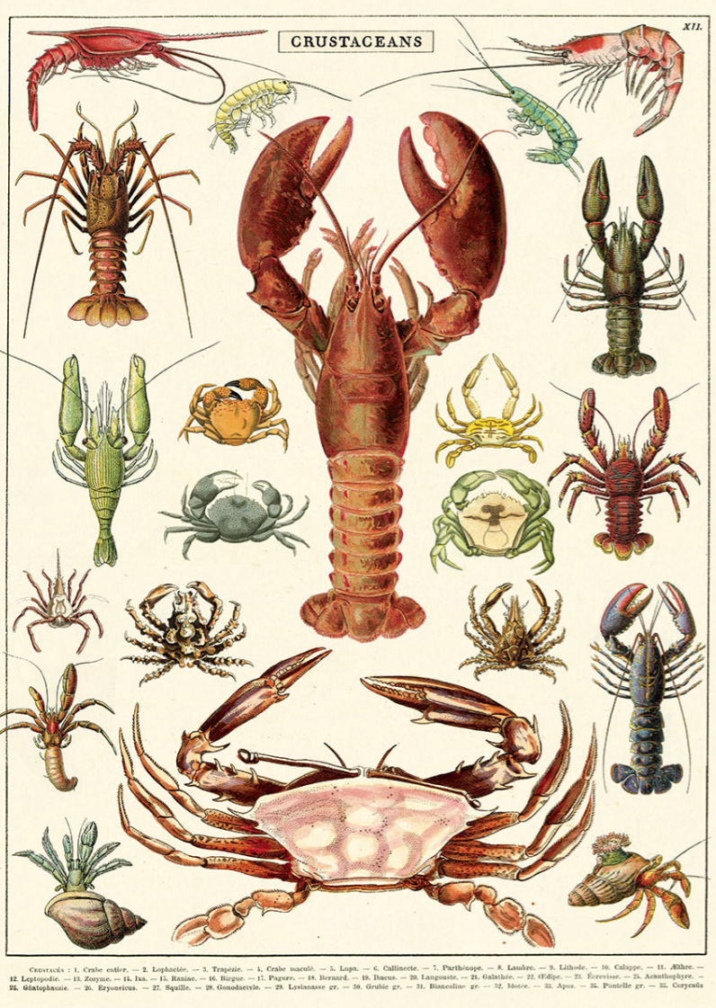 Cavallini & Co Poster Wrap / Crustaceans