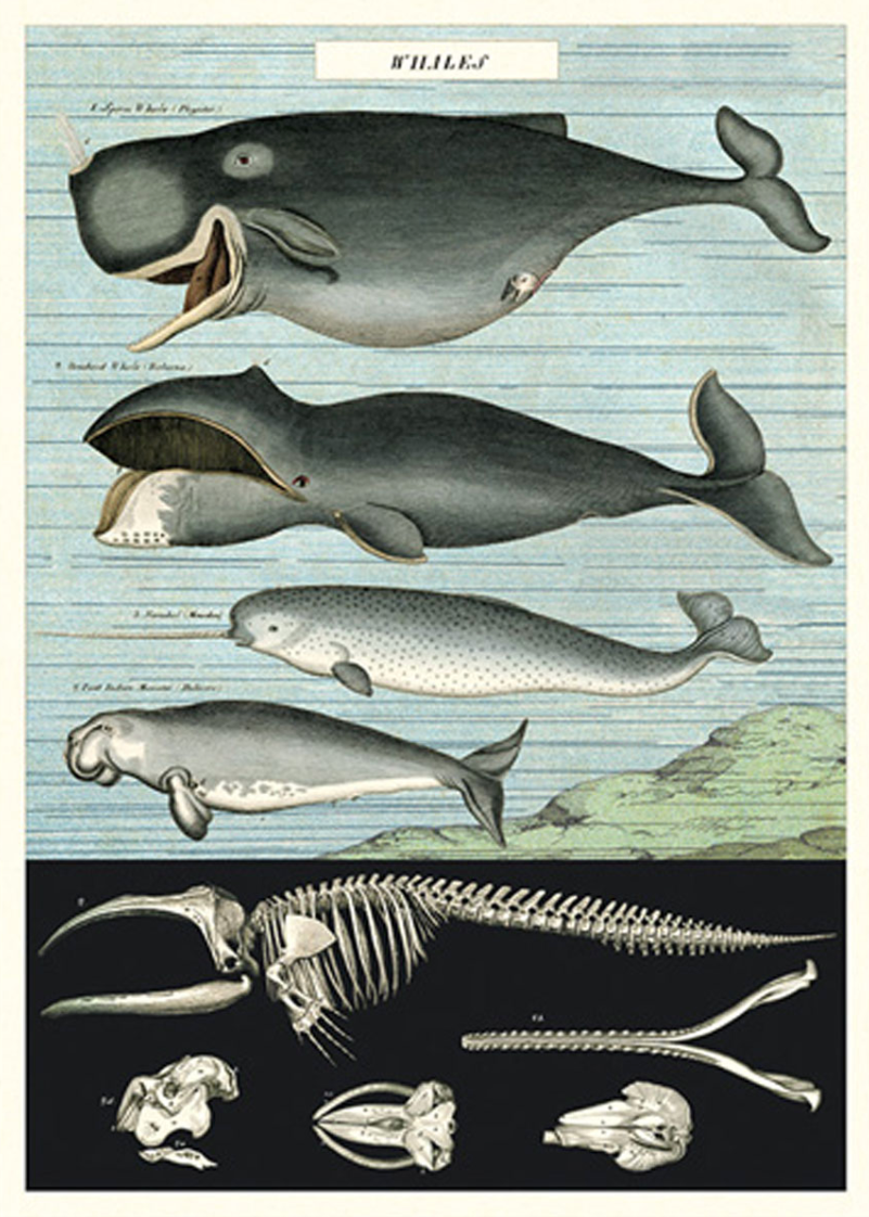 Cavallini & Co Poster Wrap / Whales