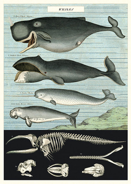 Cavallini & Co Posters