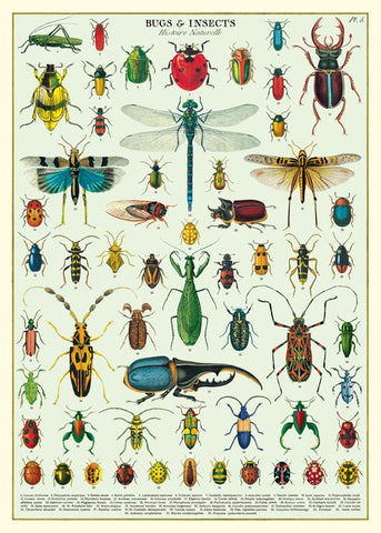 Cavallini & Co Poster Wrap / Bugs Insects
