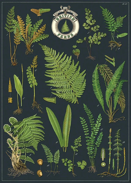 Cavallini & Co Posters