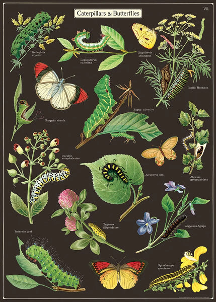 Cavallini & Co Posters