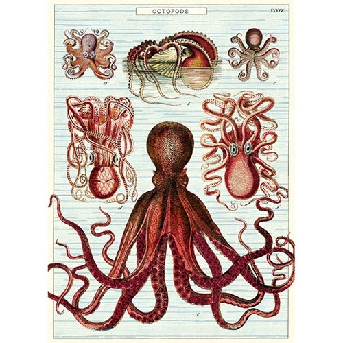 Cavallini & Co Posters