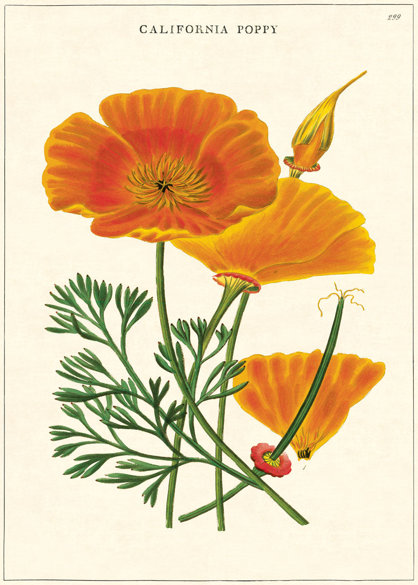 Cavallini & Co. Poster Wrap / California Poppy