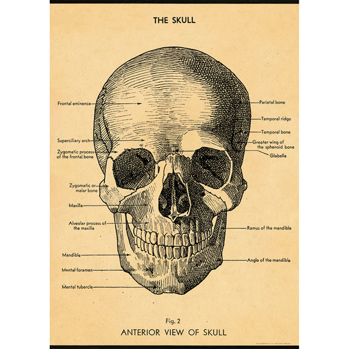 Cavallini & Co. Poster Wrap / Skull