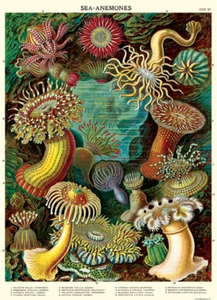 Cavallini & Co Poster Wrap / Sea Anemones