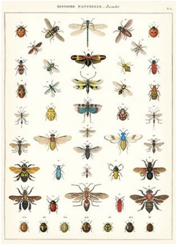 Cavallini & Co Poster Wrap / Nat History Insects