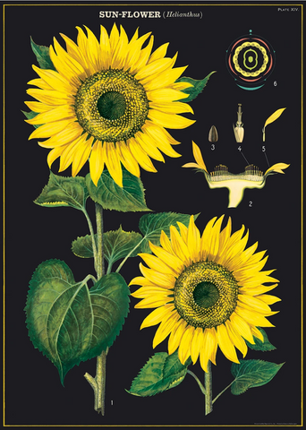 Cavallini & Co. Poster Wrap: Sunflower